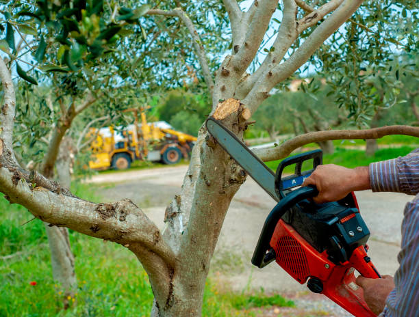 Best Tree Removal Near Me  in Agency Village, SD